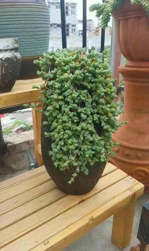 碧玉莲怎么繁殖(碧玉莲种植方法)-第5张图片-多多自然网 碧玉莲怎么繁殖(碧玉莲种植方法)-第5张图片-多多自然网
