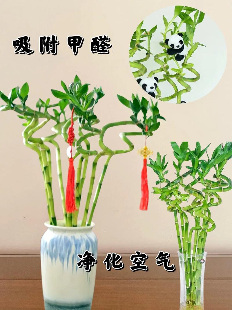 转运竹可以用啤酒浇吗(啤酒可以倒在转运竹的水里吗)-第2张图片-多多自然网 转运竹可以用啤酒浇吗(啤酒可以倒在转运竹的水里吗)-第2张图片-多多自然网
