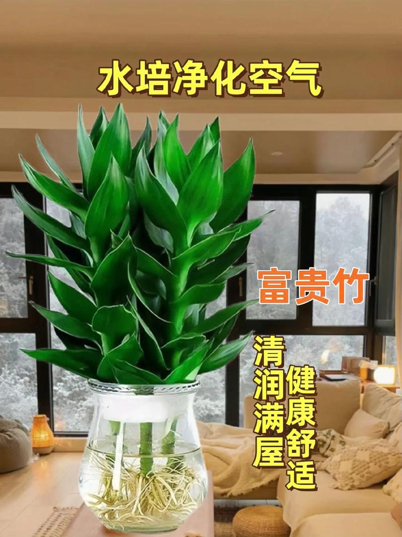 转运竹可以用啤酒浇吗(啤酒可以倒在转运竹的水里吗)-第3张图片-多多自然网 转运竹可以用啤酒浇吗(啤酒可以倒在转运竹的水里吗)-第3张图片-多多自然网