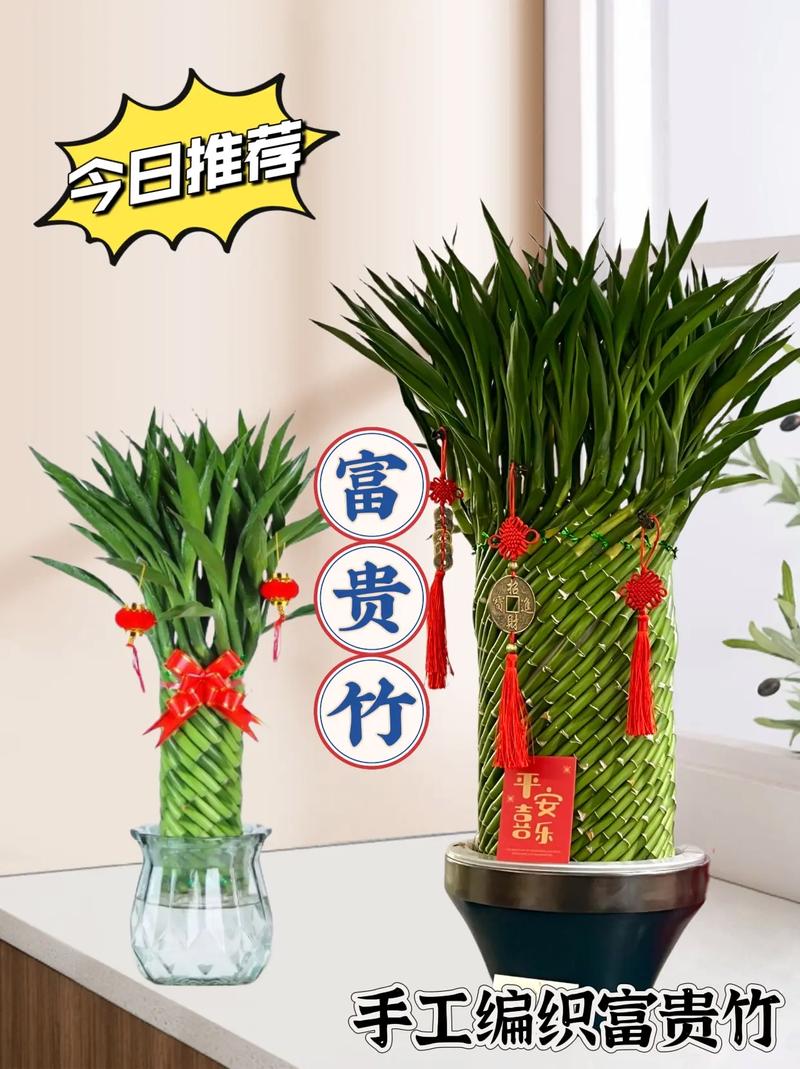 转运竹可以用啤酒浇吗(啤酒可以倒在转运竹的水里吗)-第4张图片-多多自然网 转运竹可以用啤酒浇吗(啤酒可以倒在转运竹的水里吗)-第4张图片-多多自然网