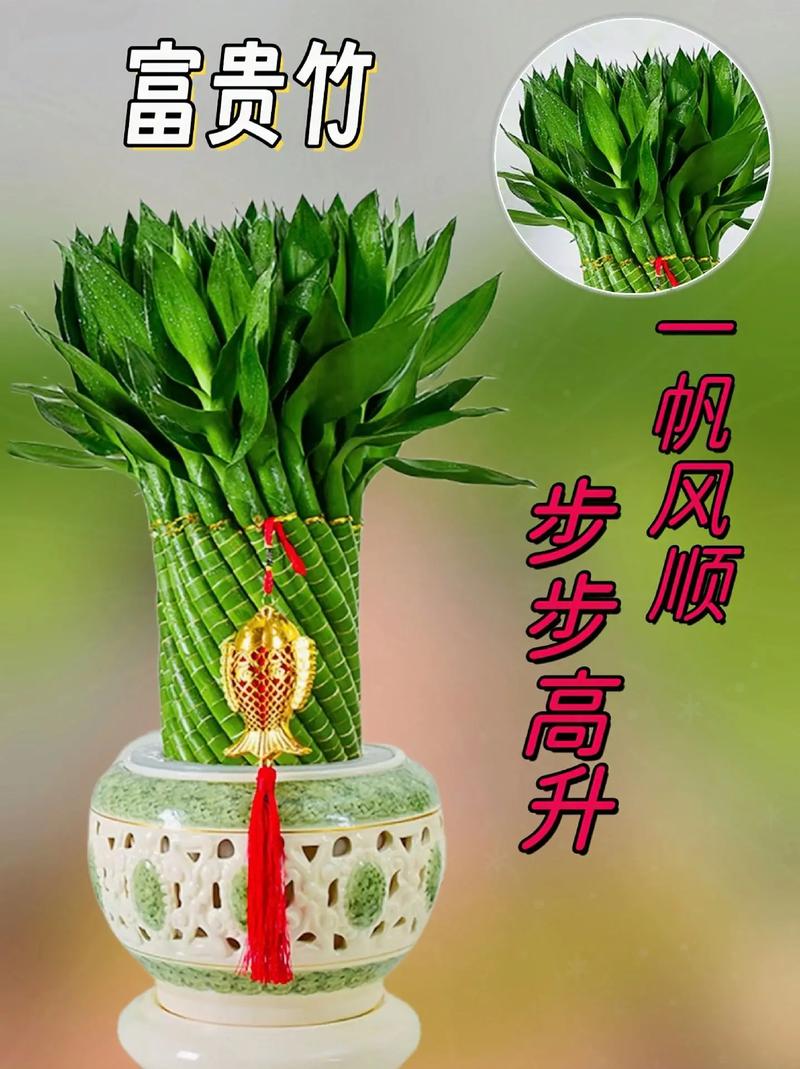 转运竹可以用啤酒浇吗(啤酒可以倒在转运竹的水里吗)-第5张图片-多多自然网 转运竹可以用啤酒浇吗(啤酒可以倒在转运竹的水里吗)-第5张图片-多多自然网