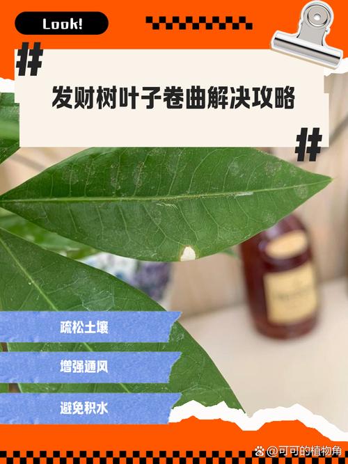 招财树叶子卷曲怎么办(招财树叶子有点卷是怎么回事)-第2张图片-多多自然网 招财树叶子卷曲怎么办(招财树叶子有点卷是怎么回事)-第2张图片-多多自然网