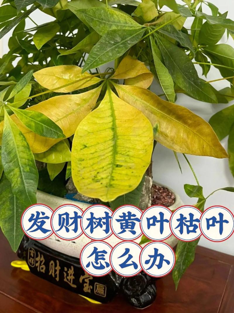 招财树叶子卷曲怎么办(招财树叶子有点卷是怎么回事)-第5张图片-多多自然网 招财树叶子卷曲怎么办(招财树叶子有点卷是怎么回事)-第5张图片-多多自然网