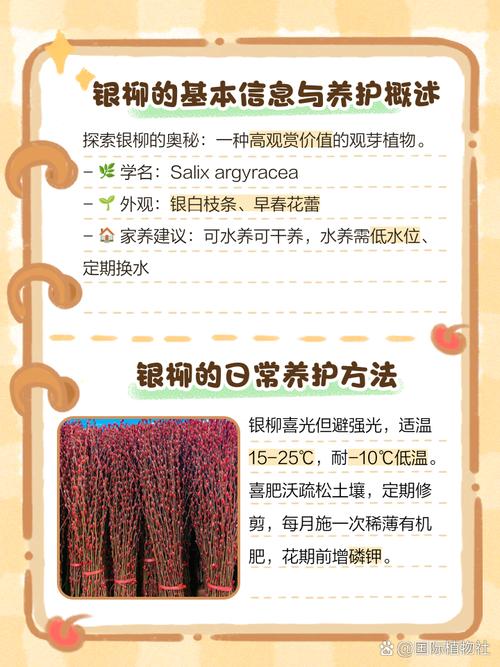 棉花柳怎么养(棉花柳有什么用)-第1张图片-多多自然网 棉花柳怎么养(棉花柳有什么用)-第1张图片-多多自然网