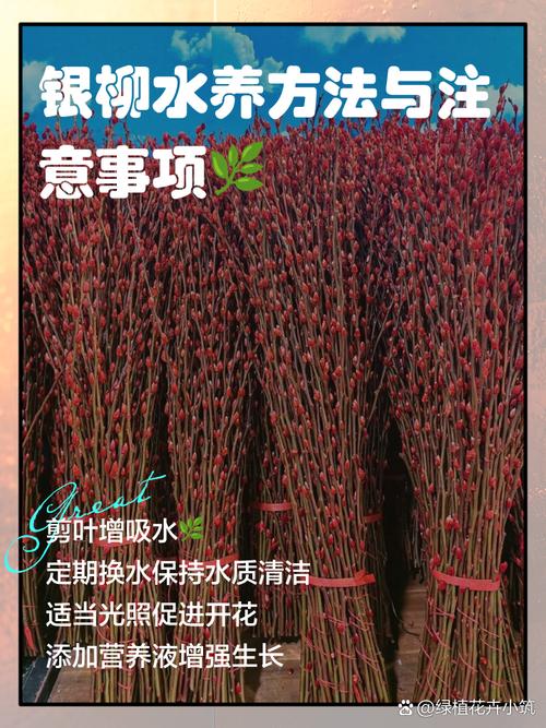 棉花柳怎么养(棉花柳有什么用)-第2张图片-多多自然网 棉花柳怎么养(棉花柳有什么用)-第2张图片-多多自然网