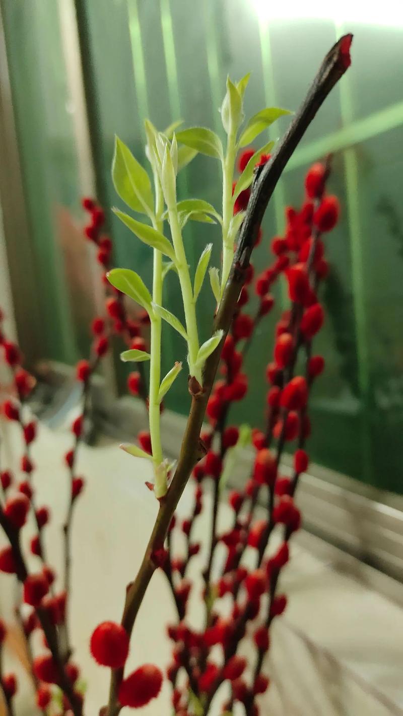 棉花柳怎么养(棉花柳有什么用)-第4张图片-多多自然网 棉花柳怎么养(棉花柳有什么用)-第4张图片-多多自然网