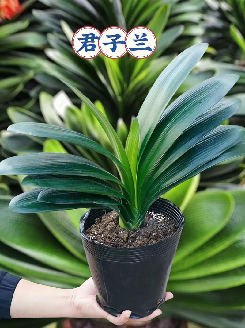 如何使君子兰叶子又绿又亮（怎么能让君子兰叶子发亮）-第2张图片-多多自然网