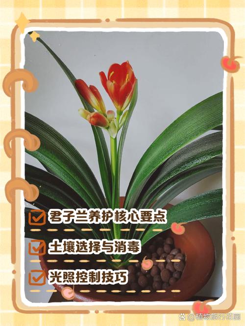 如何使君子兰叶子又绿又亮（怎么能让君子兰叶子发亮）-第5张图片-多多自然网