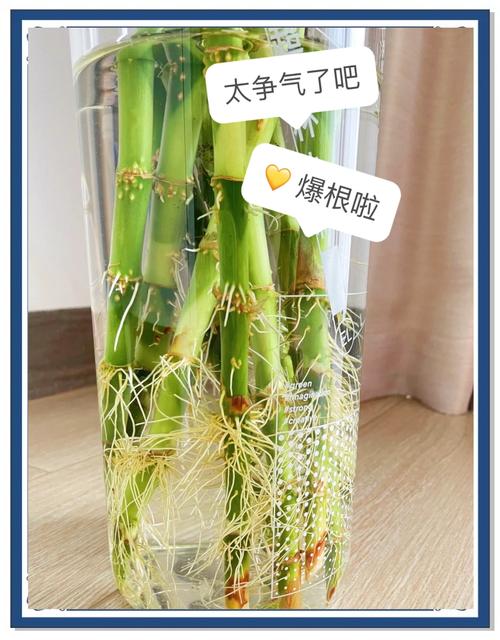 富贵竹怎么修剪(富贵竹怎么修剪枝叶视频教程)-第1张图片-多多自然网 富贵竹怎么修剪(富贵竹怎么修剪枝叶视频教程)-第1张图片-多多自然网