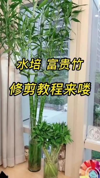 富贵竹怎么修剪(富贵竹怎么修剪枝叶视频教程)-第6张图片-多多自然网 富贵竹怎么修剪(富贵竹怎么修剪枝叶视频教程)-第6张图片-多多自然网