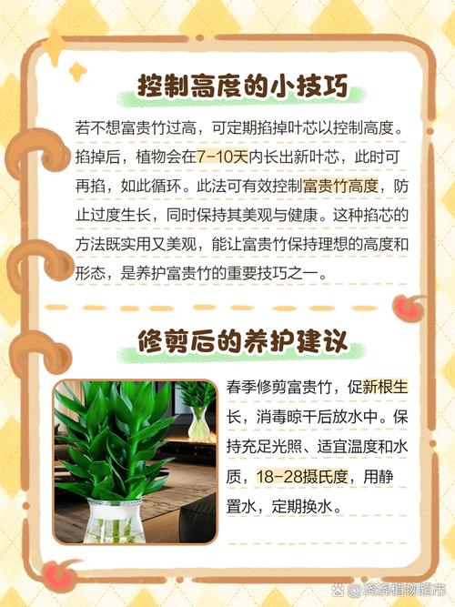 富贵竹怎么修剪(富贵竹怎么修剪枝叶视频教程)-第7张图片-多多自然网 富贵竹怎么修剪(富贵竹怎么修剪枝叶视频教程)-第7张图片-多多自然网