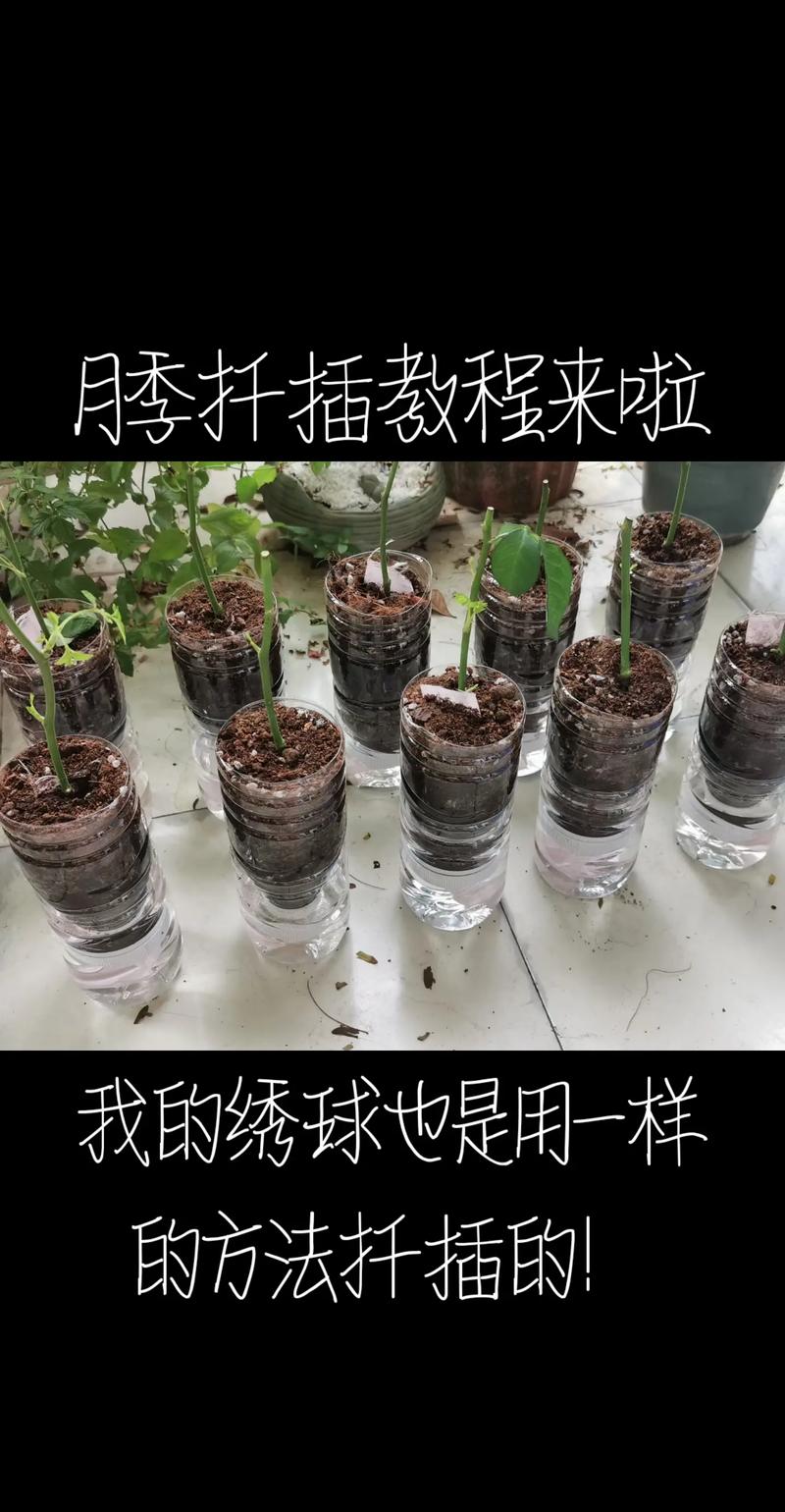 小月季什么时候扦插(小月季怎样扦插)-第1张图片-多多自然网 小月季什么时候扦插(小月季怎样扦插)-第1张图片-多多自然网