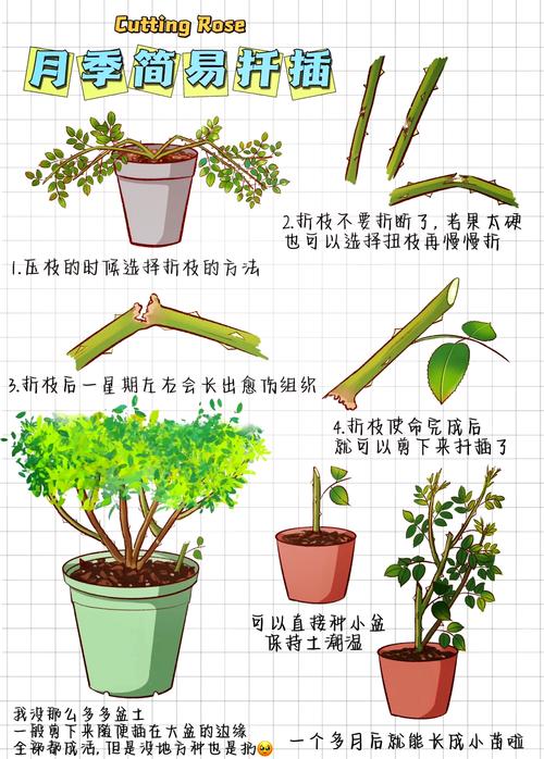 小月季什么时候扦插(小月季怎样扦插)-第2张图片-多多自然网 小月季什么时候扦插(小月季怎样扦插)-第2张图片-多多自然网