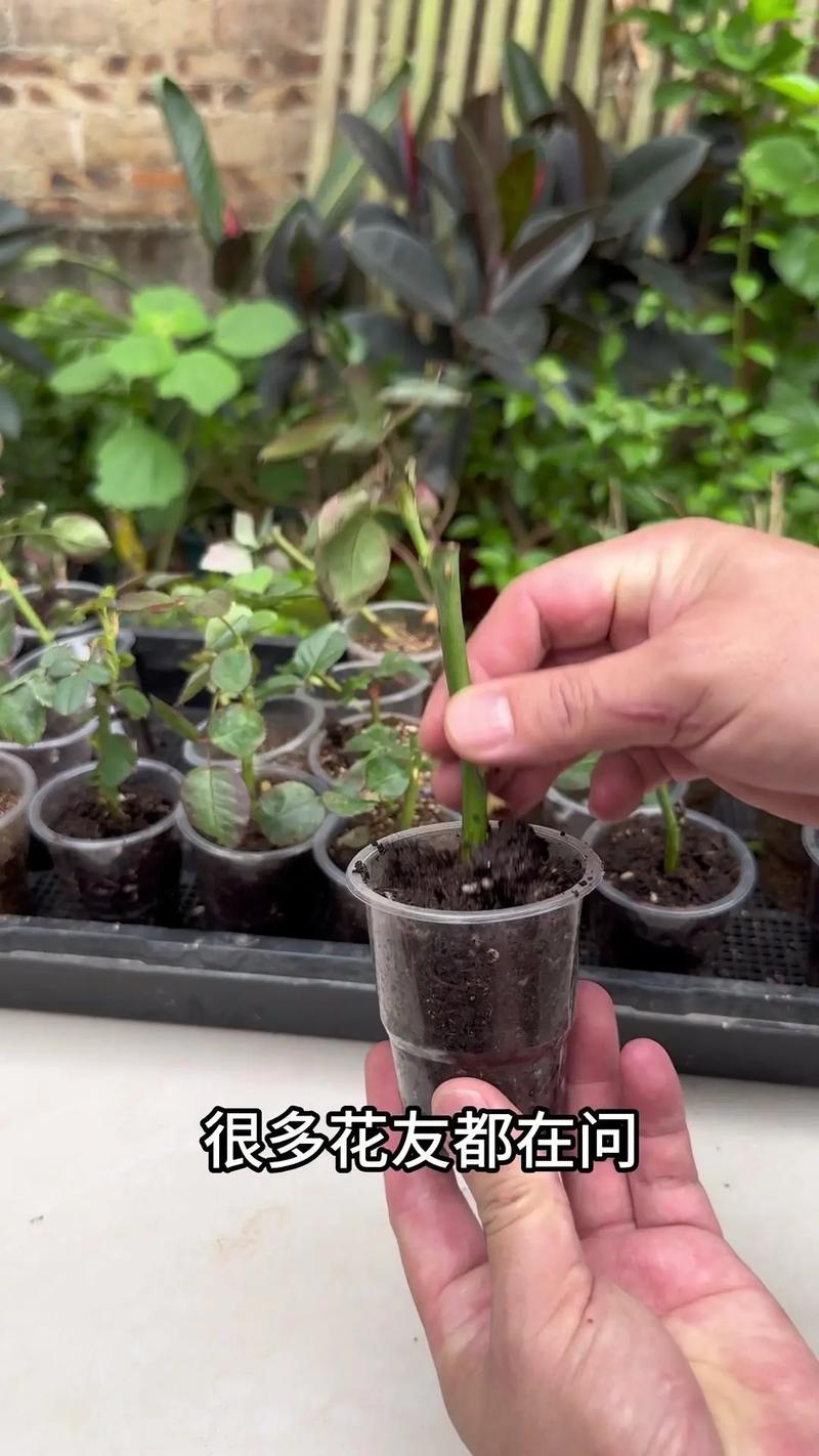 小月季什么时候扦插(小月季怎样扦插)-第4张图片-多多自然网 小月季什么时候扦插(小月季怎样扦插)-第4张图片-多多自然网
