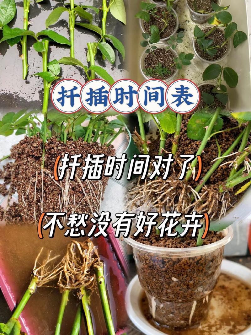 小月季什么时候扦插(小月季怎样扦插)-第5张图片-多多自然网 小月季什么时候扦插(小月季怎样扦插)-第5张图片-多多自然网