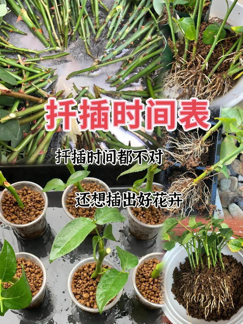 小月季什么时候扦插(小月季怎样扦插)-第6张图片-多多自然网 小月季什么时候扦插(小月季怎样扦插)-第6张图片-多多自然网