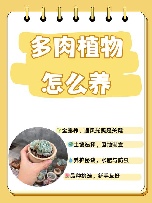 一见多肉误终生(多肉轻轻一碰就掉叶子)-第2张图片-多多自然网 一见多肉误终生(多肉轻轻一碰就掉叶子)-第2张图片-多多自然网