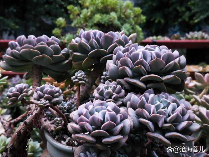 一见多肉误终生(多肉轻轻一碰就掉叶子)-第5张图片-多多自然网 一见多肉误终生(多肉轻轻一碰就掉叶子)-第5张图片-多多自然网