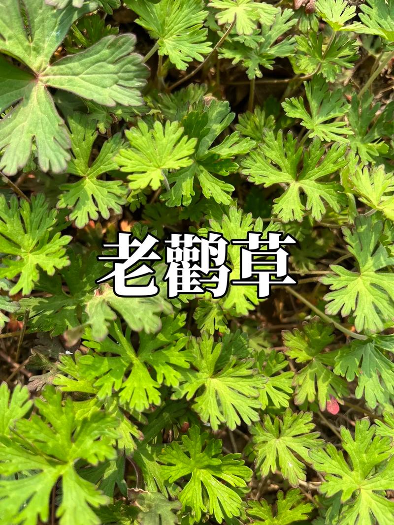 老鹳草种子怎么种(老鹳草种子怎么种的)-第2张图片-多多自然网 老鹳草种子怎么种(老鹳草种子怎么种的)-第2张图片-多多自然网