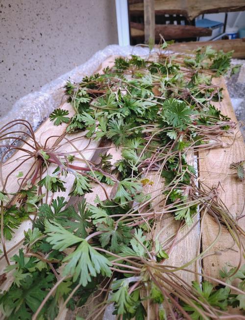 老鹳草种子怎么种(老鹳草种子怎么种的)-第4张图片-多多自然网 老鹳草种子怎么种(老鹳草种子怎么种的)-第4张图片-多多自然网