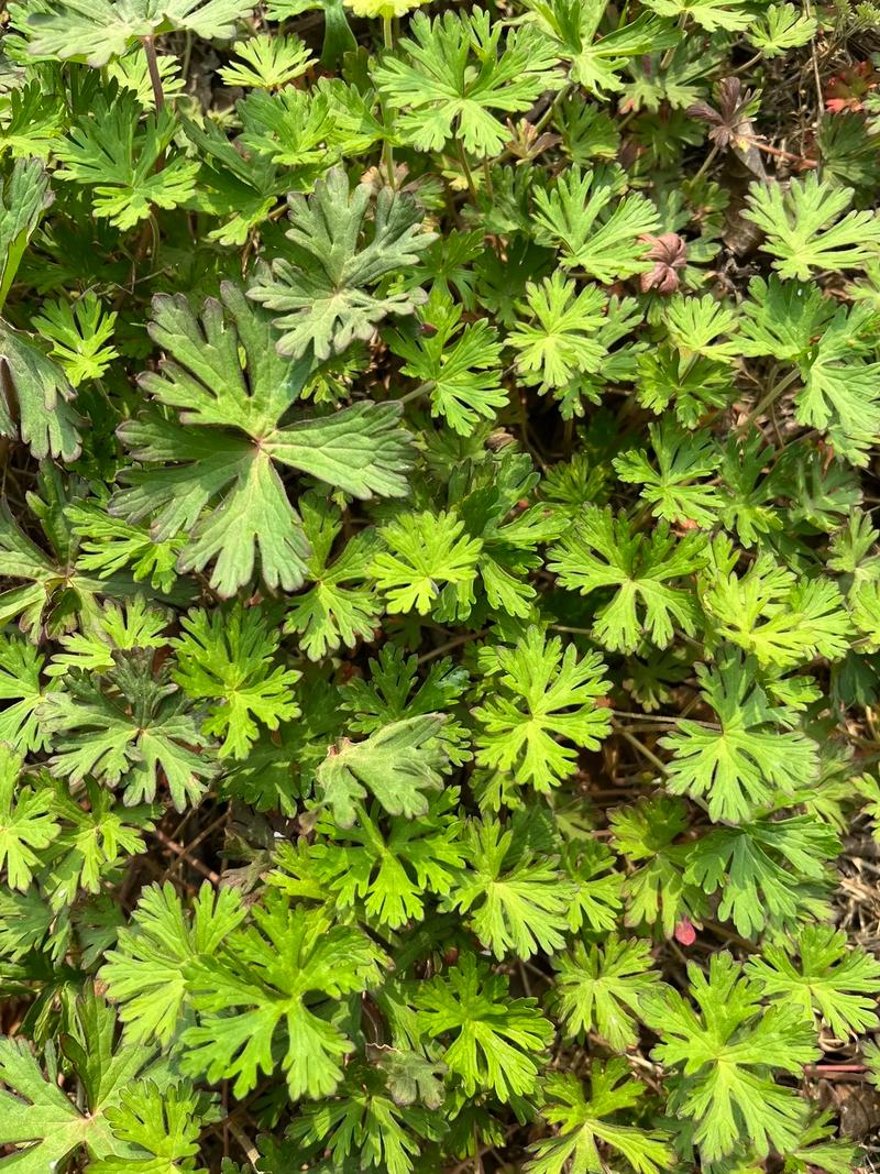 老鹳草种子怎么种(老鹳草种子怎么种的)-第5张图片-多多自然网 老鹳草种子怎么种(老鹳草种子怎么种的)-第5张图片-多多自然网