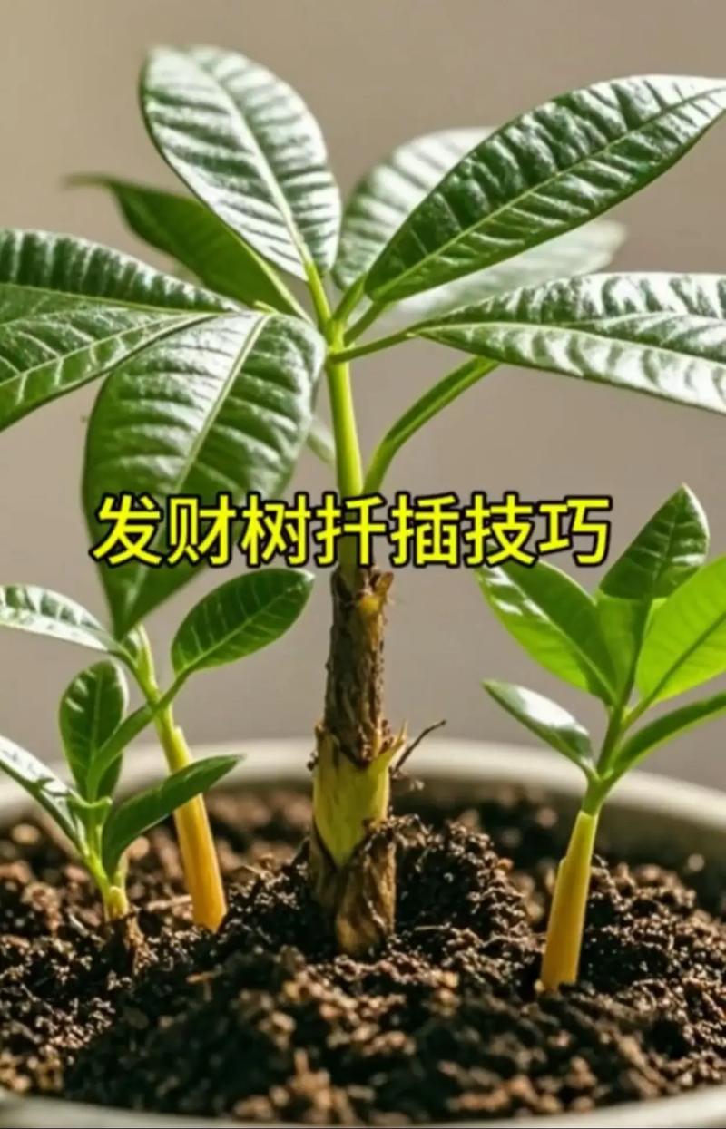 发财树怎么繁殖(发财树怎么繁殖的)-第2张图片-多多自然网 发财树怎么繁殖(发财树怎么繁殖的)-第2张图片-多多自然网