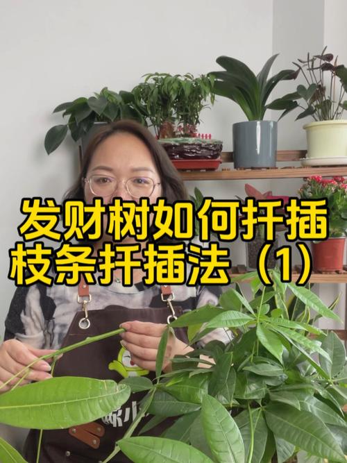 发财树怎么繁殖(发财树怎么繁殖的)-第5张图片-多多自然网 发财树怎么繁殖(发财树怎么繁殖的)-第5张图片-多多自然网