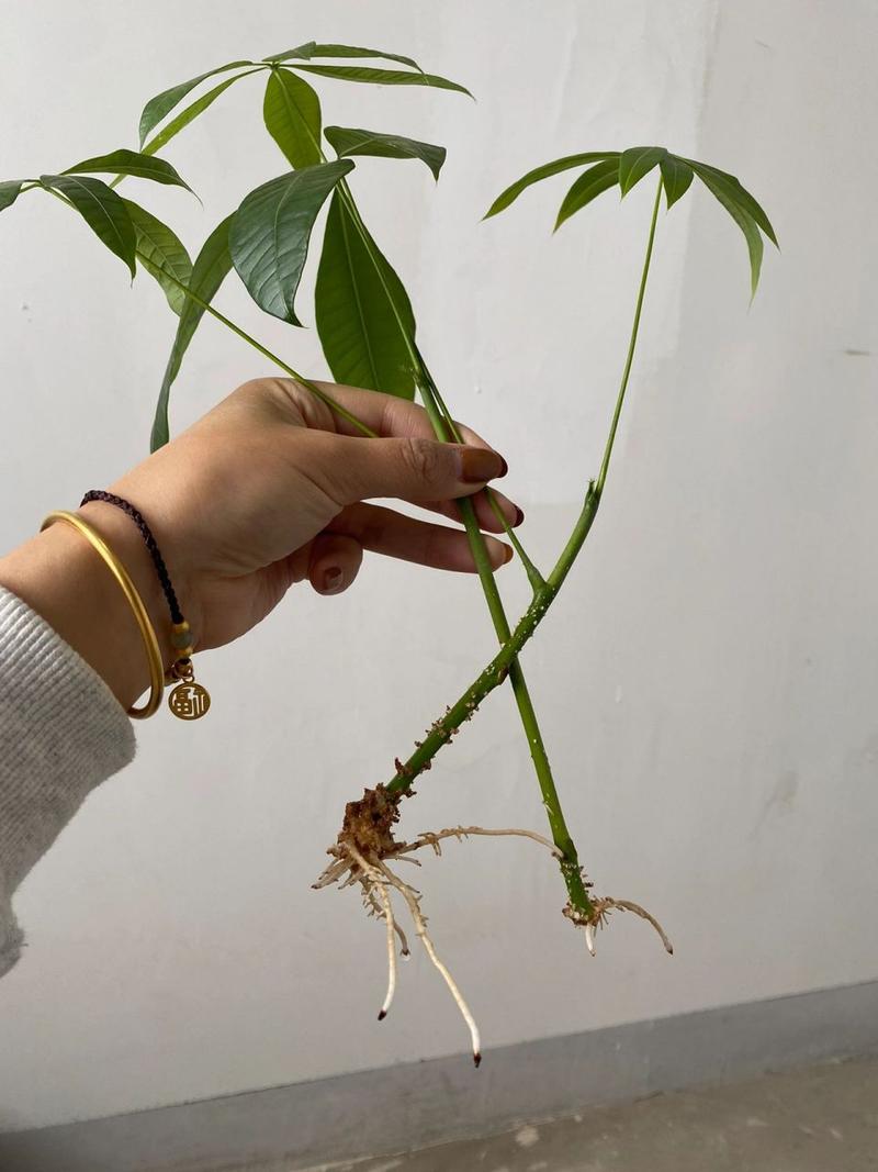 发财树怎么繁殖(发财树怎么繁殖的)-第7张图片-多多自然网 发财树怎么繁殖(发财树怎么繁殖的)-第7张图片-多多自然网