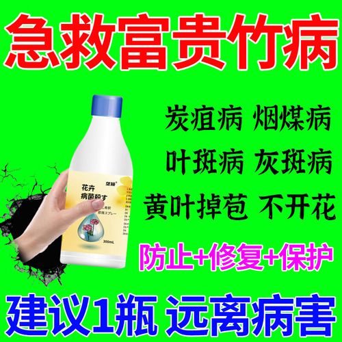 富贵竹的水发臭怎么办(富贵竹的水臭了是什么原因)-第1张图片-多多自然网 富贵竹的水发臭怎么办(富贵竹的水臭了是什么原因)-第1张图片-多多自然网
