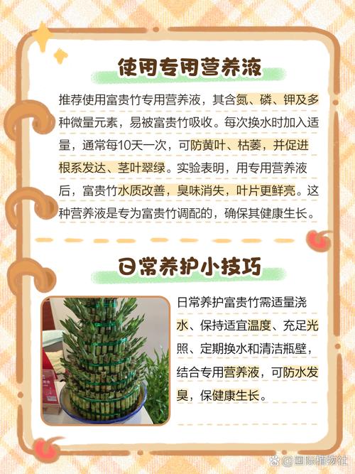富贵竹的水发臭怎么办(富贵竹的水臭了是什么原因)-第2张图片-多多自然网 富贵竹的水发臭怎么办(富贵竹的水臭了是什么原因)-第2张图片-多多自然网