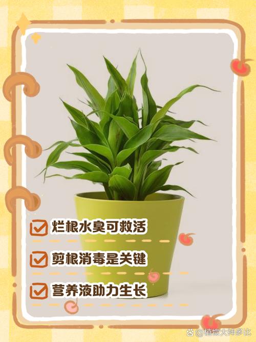 富贵竹的水发臭怎么办(富贵竹的水臭了是什么原因)-第6张图片-多多自然网 富贵竹的水发臭怎么办(富贵竹的水臭了是什么原因)-第6张图片-多多自然网
