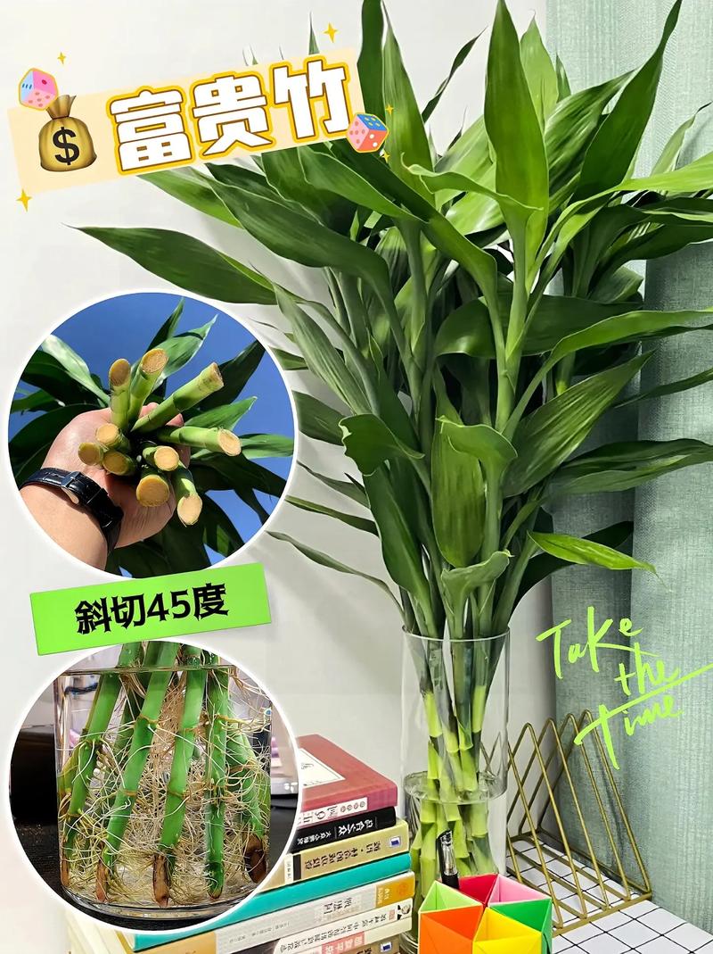 富贵竹的水发臭怎么办(富贵竹的水臭了是什么原因)-第5张图片-多多自然网 富贵竹的水发臭怎么办(富贵竹的水臭了是什么原因)-第5张图片-多多自然网