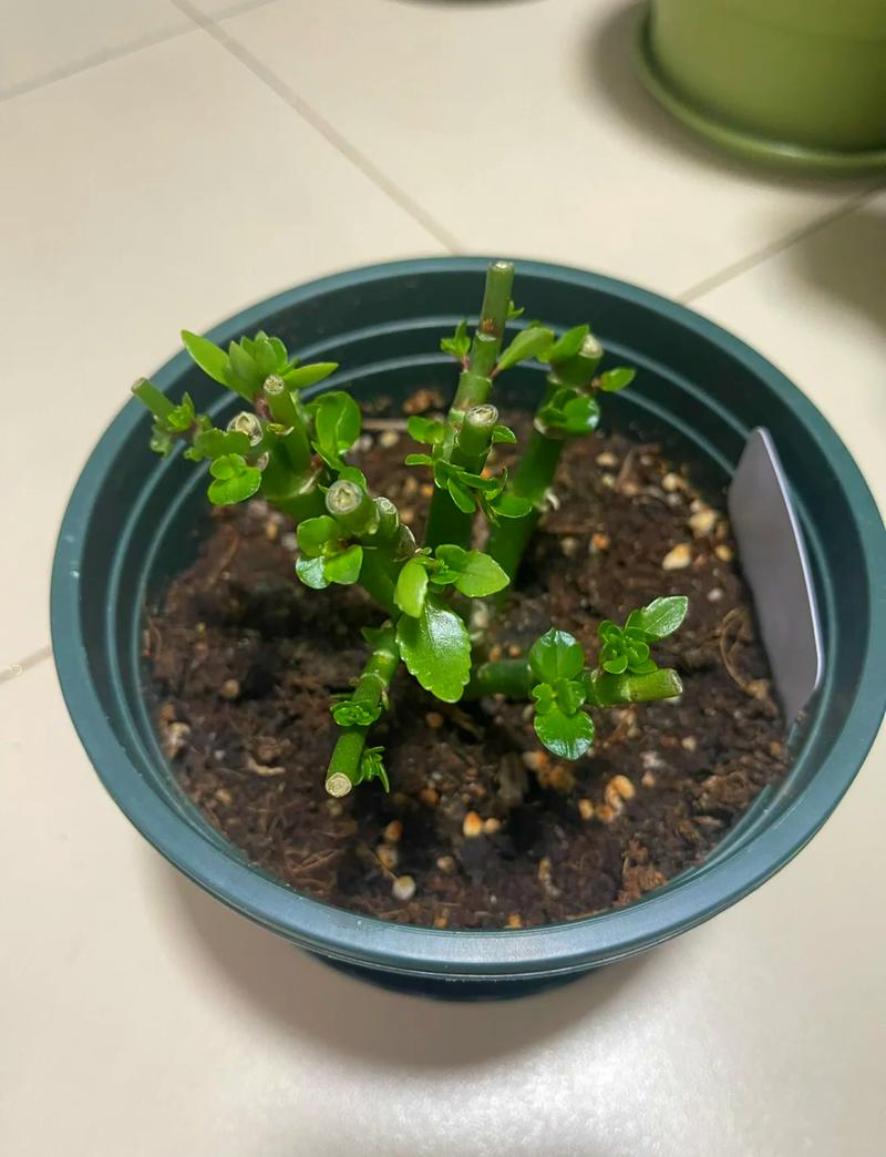 春天给花剪个小平头(剪小平头怎么剪)-第1张图片-多多自然网 春天给花剪个小平头(剪小平头怎么剪)-第1张图片-多多自然网