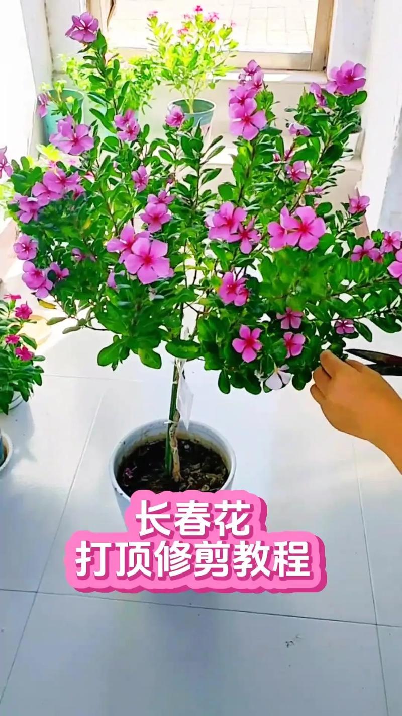 春天给花剪个小平头(剪小平头怎么剪)-第2张图片-多多自然网 春天给花剪个小平头(剪小平头怎么剪)-第2张图片-多多自然网