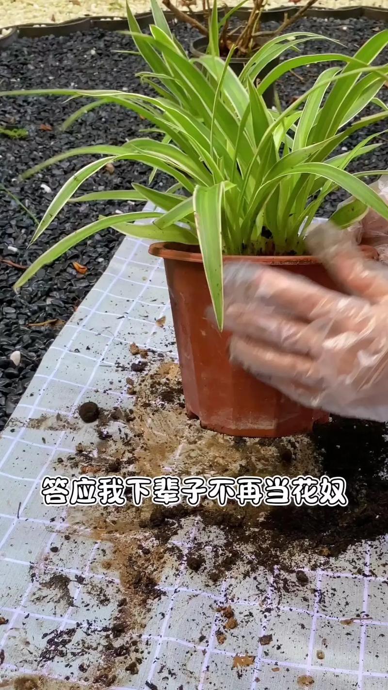 吊兰怎么爆盆(吊兰爆盆太多太挤咋换盆)-第1张图片-多多自然网 吊兰怎么爆盆(吊兰爆盆太多太挤咋换盆)-第1张图片-多多自然网