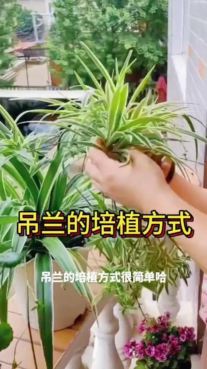 吊兰怎么爆盆(吊兰爆盆太多太挤咋换盆)-第3张图片-多多自然网 吊兰怎么爆盆(吊兰爆盆太多太挤咋换盆)-第3张图片-多多自然网