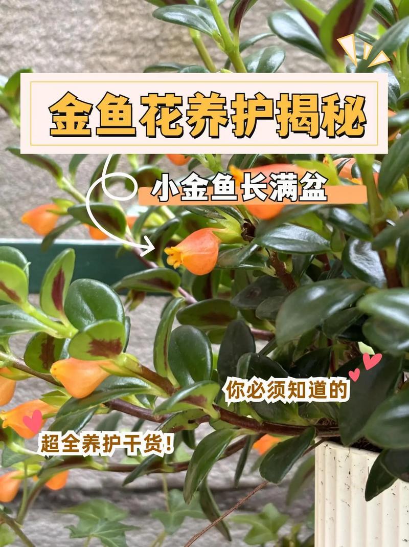 吊兰怎么爆盆(吊兰爆盆太多太挤咋换盆)-第5张图片-多多自然网 吊兰怎么爆盆(吊兰爆盆太多太挤咋换盆)-第5张图片-多多自然网