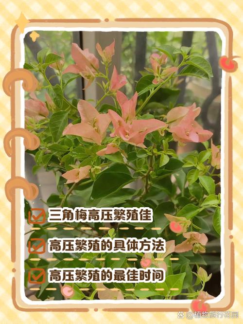 高压繁殖最佳时间(葡萄高压繁殖最佳时间)-第2张图片-多多自然网 高压繁殖最佳时间(葡萄高压繁殖最佳时间)-第2张图片-多多自然网