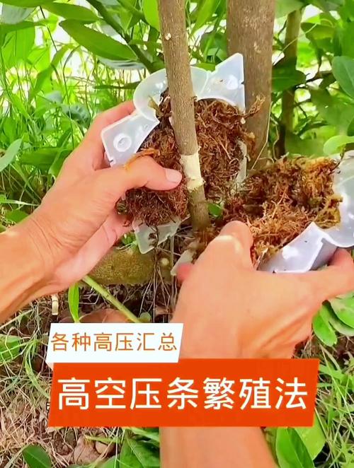 高压繁殖最佳时间(葡萄高压繁殖最佳时间)-第4张图片-多多自然网 高压繁殖最佳时间(葡萄高压繁殖最佳时间)-第4张图片-多多自然网