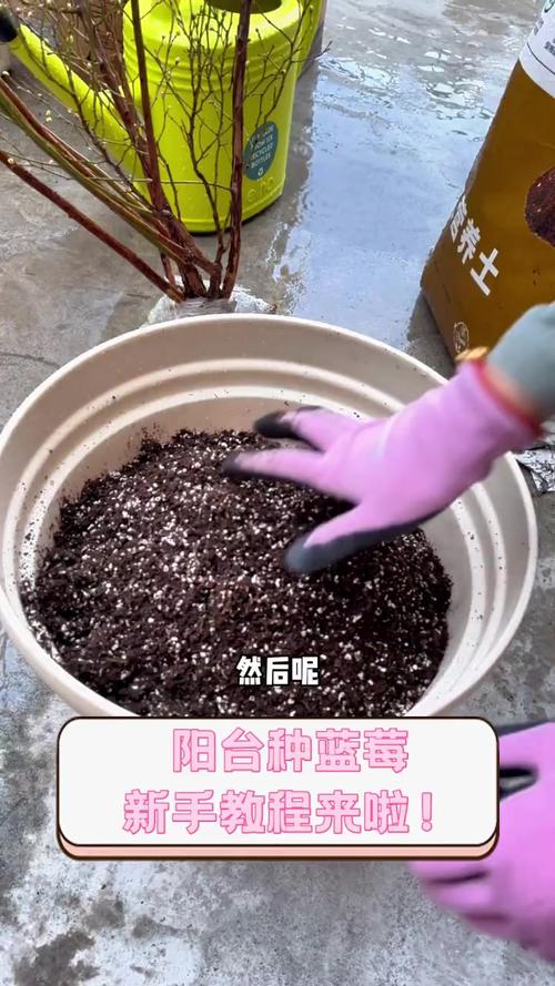 蓝莓种子怎么种(蓝莓种子怎么种植和养护)-第1张图片-多多自然网 蓝莓种子怎么种(蓝莓种子怎么种植和养护)-第1张图片-多多自然网