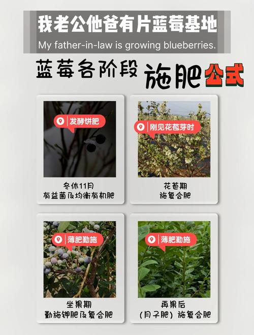 蓝莓种子怎么种(蓝莓种子怎么种植和养护)-第5张图片-多多自然网 蓝莓种子怎么种(蓝莓种子怎么种植和养护)-第5张图片-多多自然网