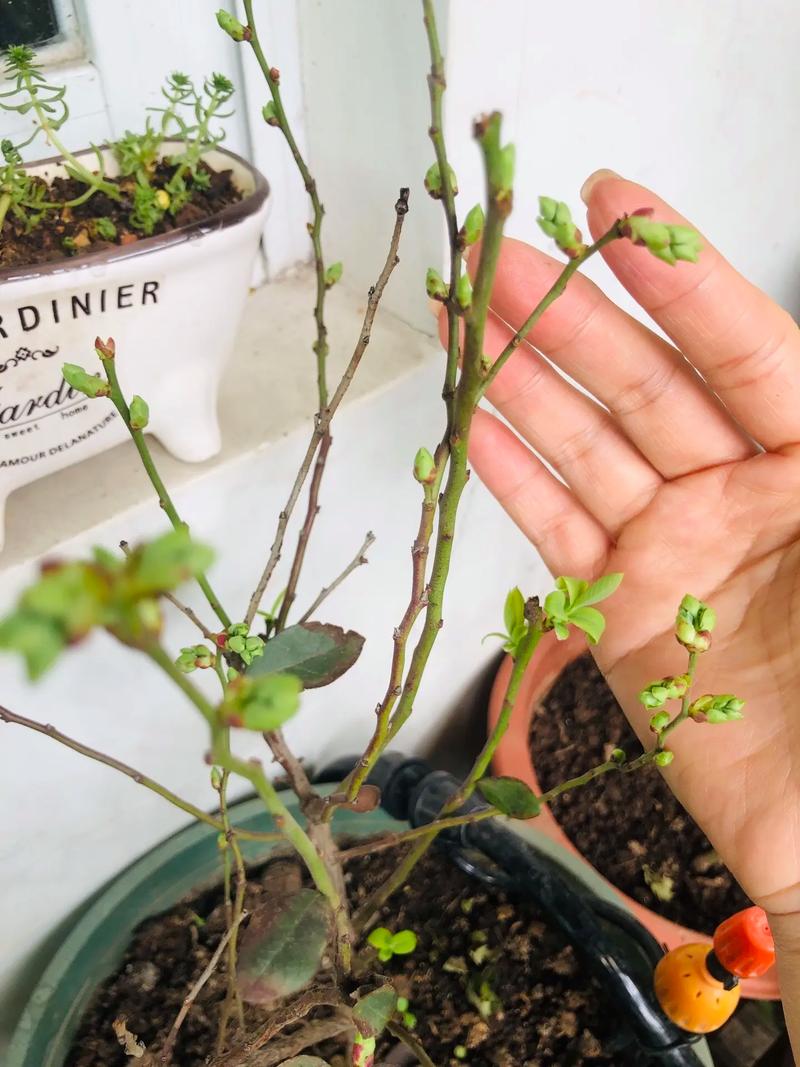 蓝莓种子怎么种(蓝莓种子怎么种植和养护)-第6张图片-多多自然网 蓝莓种子怎么种(蓝莓种子怎么种植和养护)-第6张图片-多多自然网