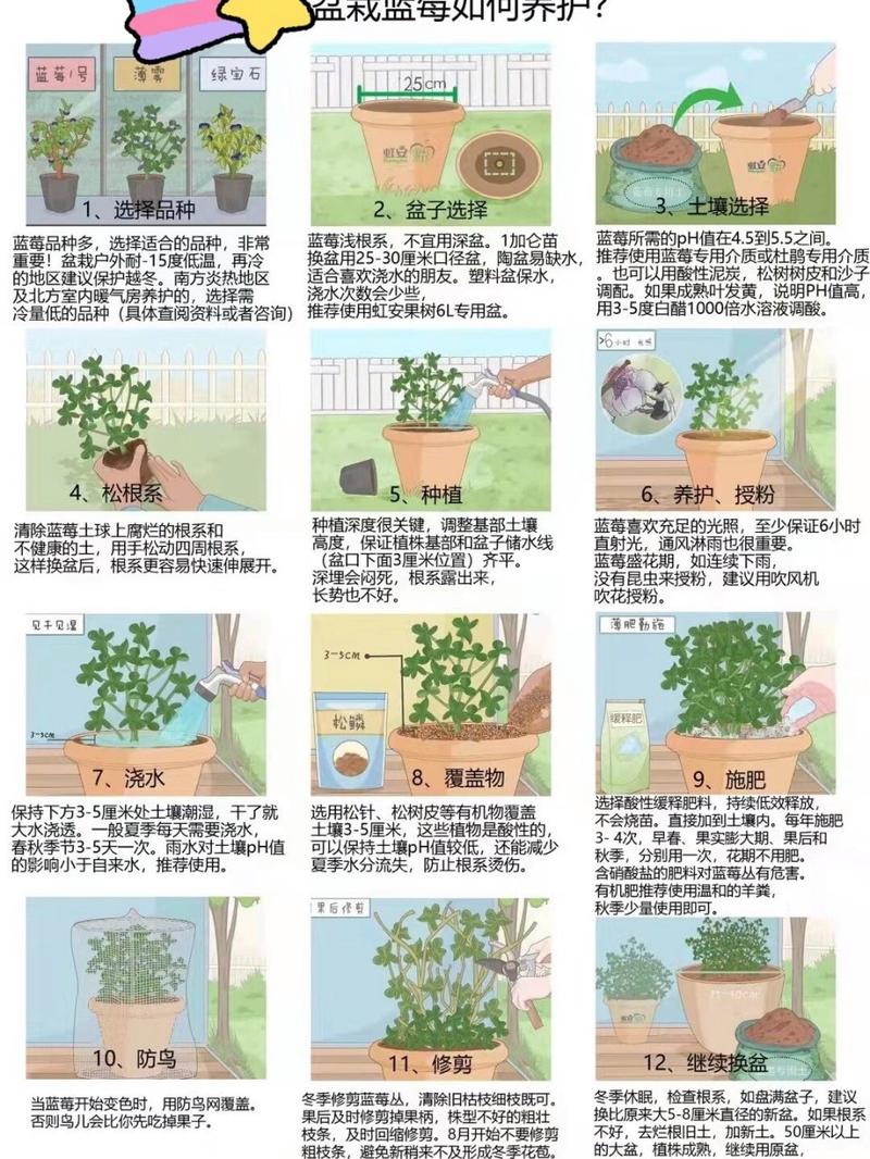 蓝莓种子怎么种(蓝莓种子怎么种植和养护)-第7张图片-多多自然网 蓝莓种子怎么种(蓝莓种子怎么种植和养护)-第7张图片-多多自然网