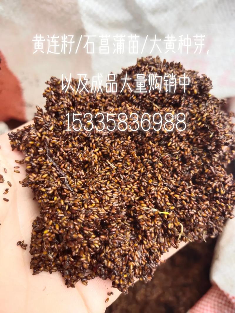 黄菖蒲的种植方法(黄菖蒲 种子)-第1张图片-多多自然网 黄菖蒲的种植方法(黄菖蒲 种子)-第1张图片-多多自然网