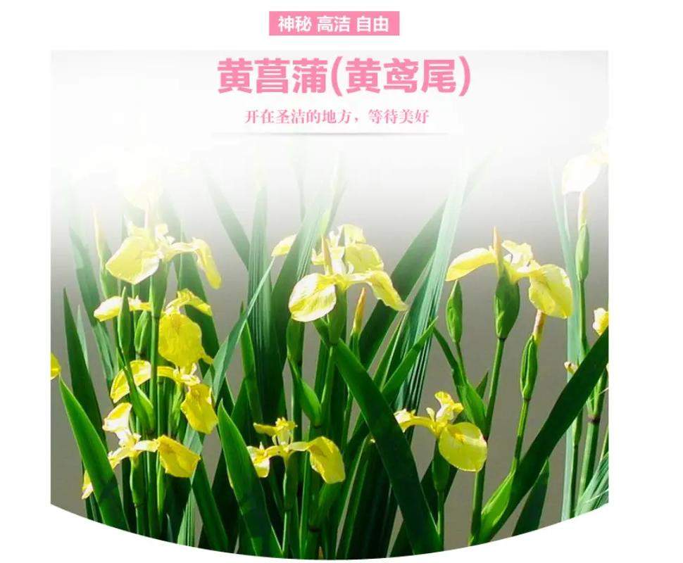 黄菖蒲的种植方法(黄菖蒲 种子)-第3张图片-多多自然网 黄菖蒲的种植方法(黄菖蒲 种子)-第3张图片-多多自然网