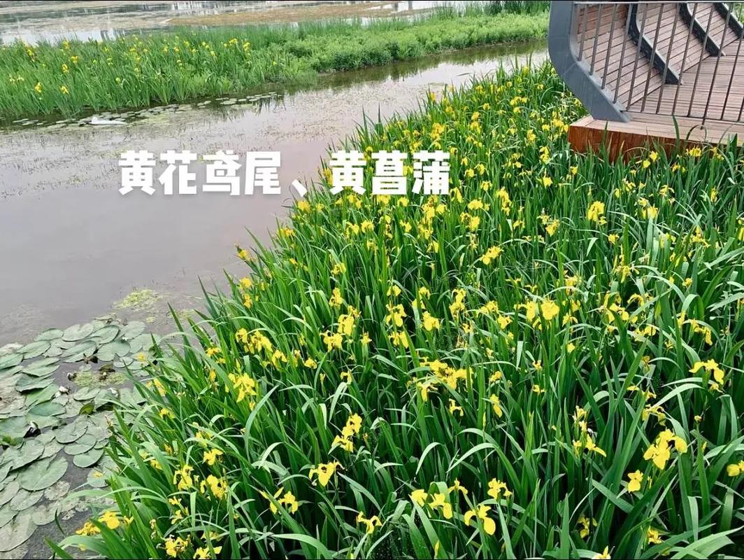 黄菖蒲的种植方法(黄菖蒲 种子)-第5张图片-多多自然网 黄菖蒲的种植方法(黄菖蒲 种子)-第5张图片-多多自然网