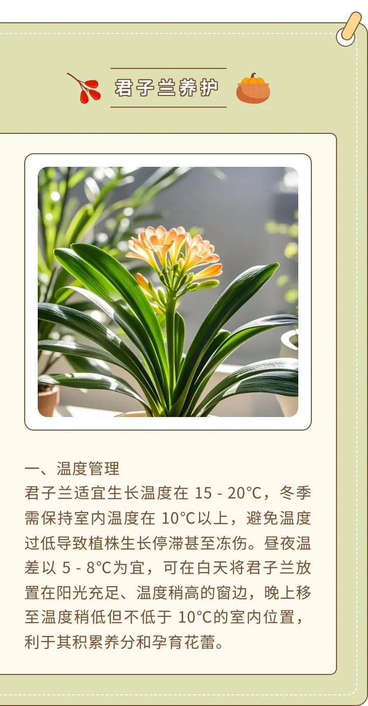 君子兰怎么养才能开花(君子兰怎么养才能开花,开花的窍门)-第1张图片-多多自然网 君子兰怎么养才能开花(君子兰怎么养才能开花,开花的窍门)-第1张图片-多多自然网