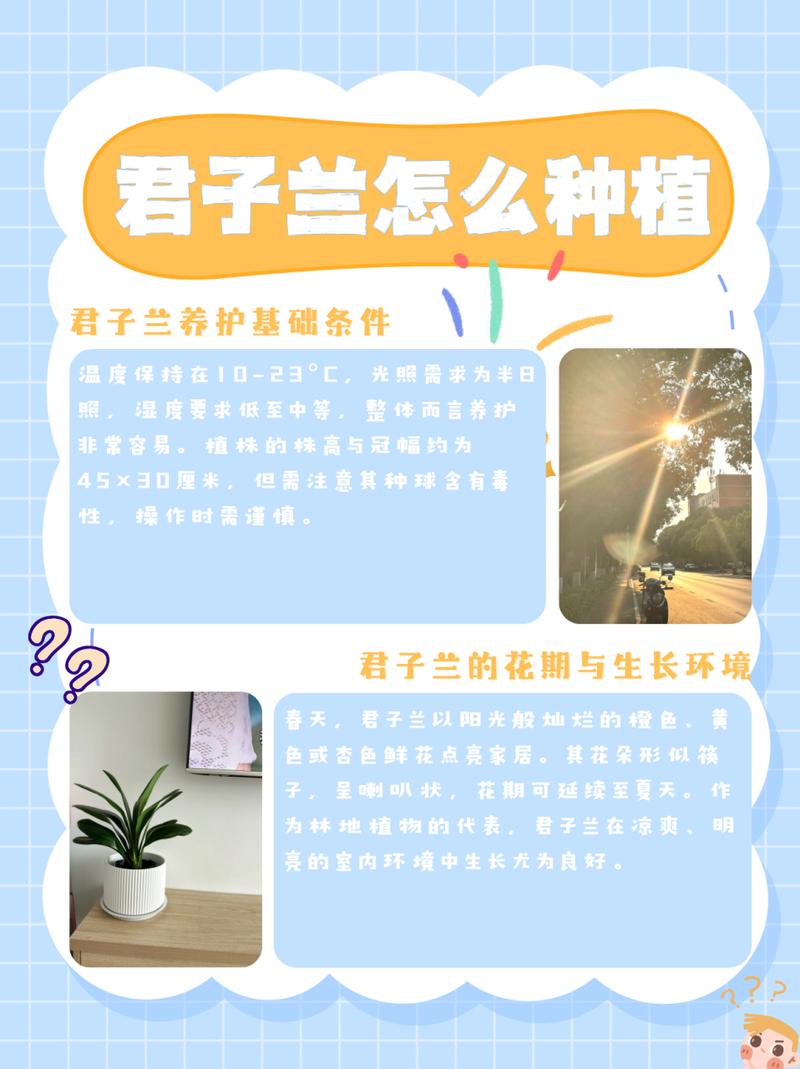 君子兰怎么养才能开花(君子兰怎么养才能开花,开花的窍门)-第2张图片-多多自然网 君子兰怎么养才能开花(君子兰怎么养才能开花,开花的窍门)-第2张图片-多多自然网