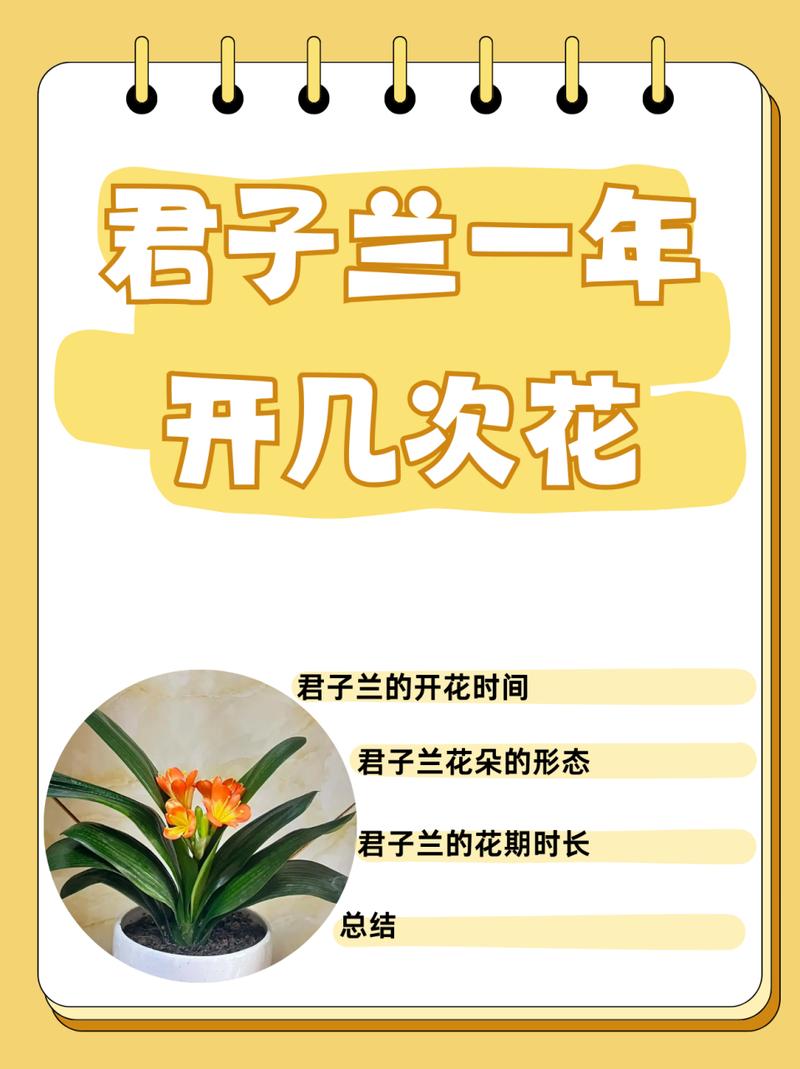 君子兰怎么养才能开花(君子兰怎么养才能开花,开花的窍门)-第3张图片-多多自然网 君子兰怎么养才能开花(君子兰怎么养才能开花,开花的窍门)-第3张图片-多多自然网