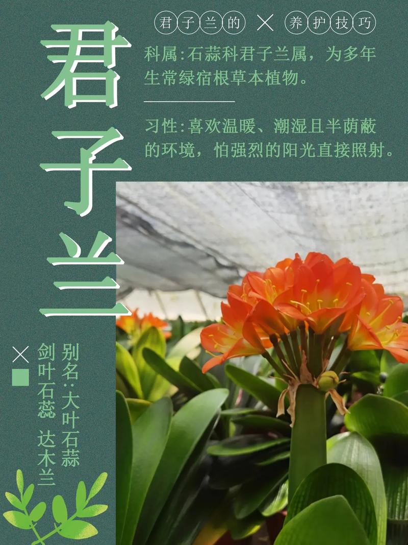 君子兰怎么养才能开花(君子兰怎么养才能开花,开花的窍门)-第8张图片-多多自然网 君子兰怎么养才能开花(君子兰怎么养才能开花,开花的窍门)-第8张图片-多多自然网